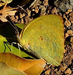 African Migrant (female) - Captopsilia florella © Teresa Farino